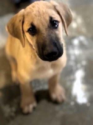 Golden lab male mix pups picture 4