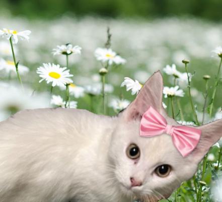 Ragdoll mix kitten picture 3