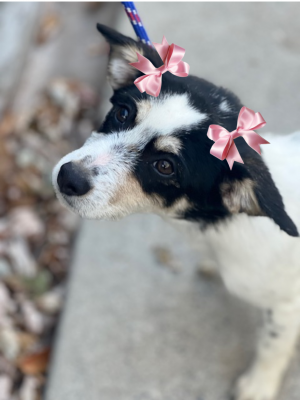 Rosie (check out her cute video) picture 1