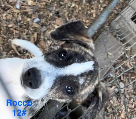 Rocco picture 2