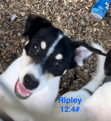 Ripley picture 3