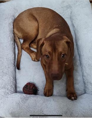 Golden lab mix pups picture 2