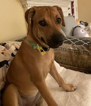 Golden lab mix pups picture 3