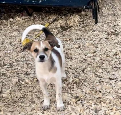 Jack Russell Pups picture 3