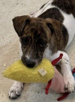 Jack Russell Pups picture 4