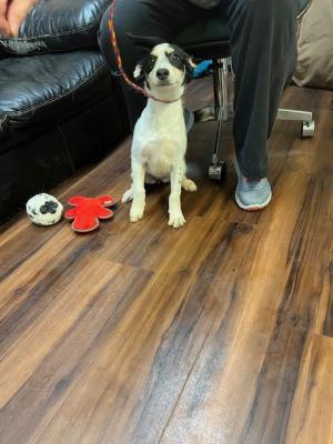 LIttle fox terrier mixes picture 2
