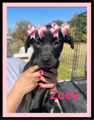 Zoey picture 1