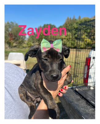 Zayden picture 2