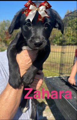 Zahara picture 1