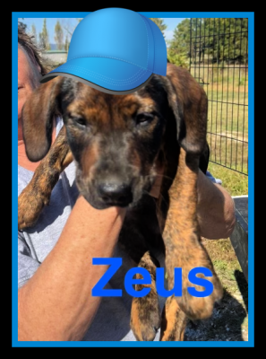 Zeus picture 1