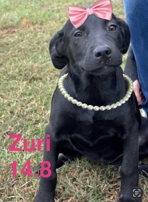 Zuri picture 1