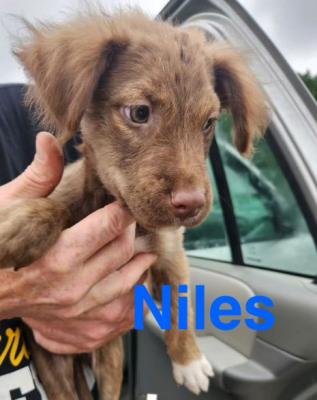 Niles picture 3