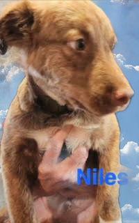 Niles picture 2