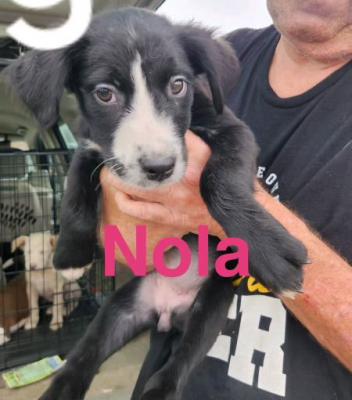 Nola picture 1