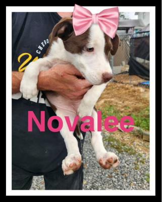 Novalee picture 1
