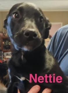 Nettie picture 2