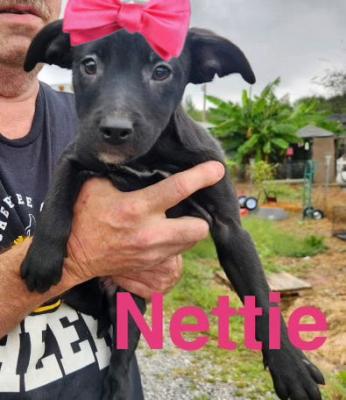 Nettie picture 1