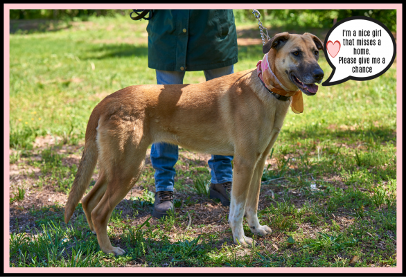 Brooke- a golden lab , collie mix picture 1