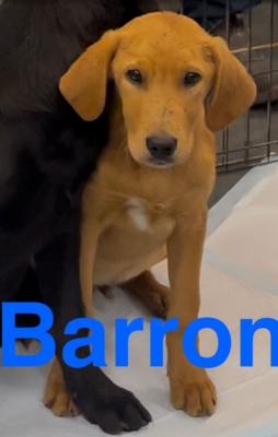 Barron picture 2