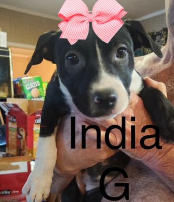 Boston terrier  lab Mx female pup picture 1