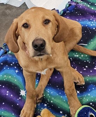 Golden lab mix pups picture 1