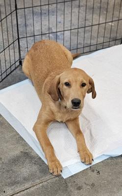 Golden lab mix pups picture 2