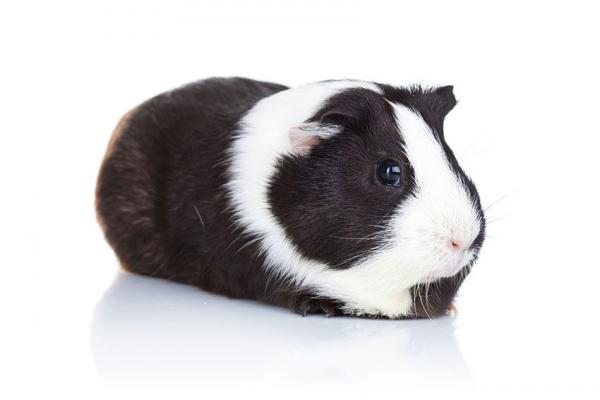 guinea pig female picture 1