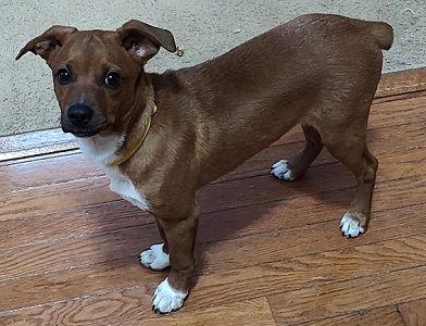 Chiweenie Chiweenie picture 3
