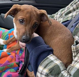 Chiweenie Chiweenie picture 2