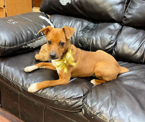 Chiweenie Chiweenie picture 1