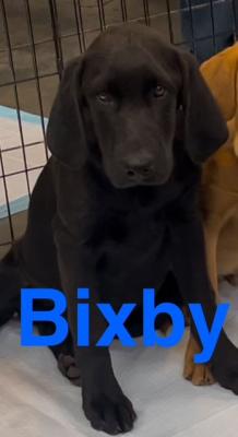 BLACK LAB PUP picture 1