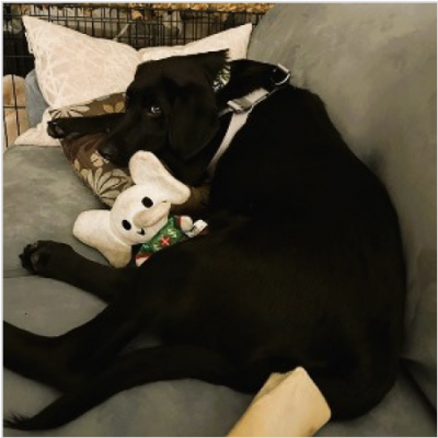 BLACK LAB PUP picture 2