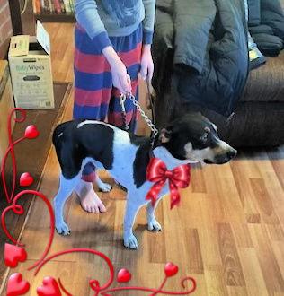 Small dogs picture 1