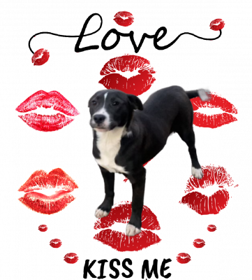 Lab, bordercollie pup picture 1
