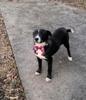 Lab, bordercollie pup picture 2