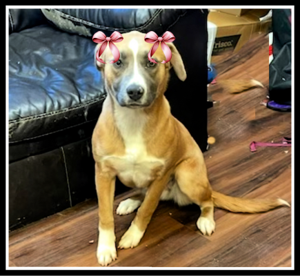 Border collie, golden lab mix pup picture 2