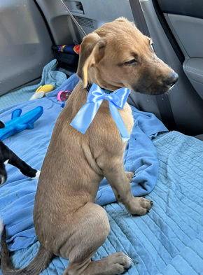 Golden lab mix puppes ( male) picture 2