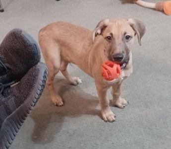 Golden lab mix puppes ( male) picture 1