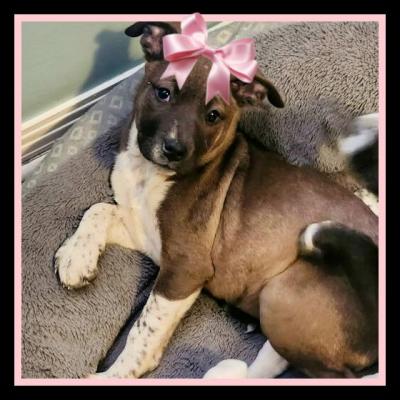 Jazzy aka Jazmine picture 2