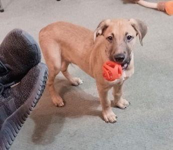 GOLDEN LAB MIX PUP MALE picture 3