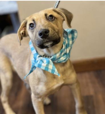 GOLDEN LAB MIX PUP MALE picture 2