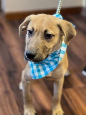 GOLDEN LAB MIX PUP MALE picture 1