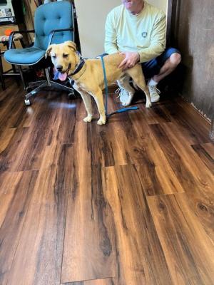GOLDEN LAB MIX PUP ,MALE picture 2