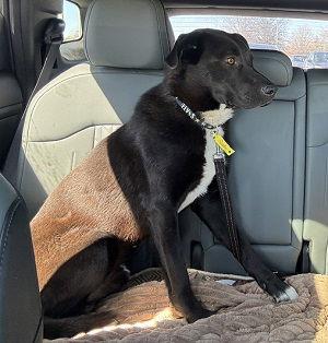 Black lab, black lab male picture 2