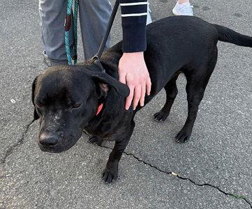 Black lab, black lab male picture 4