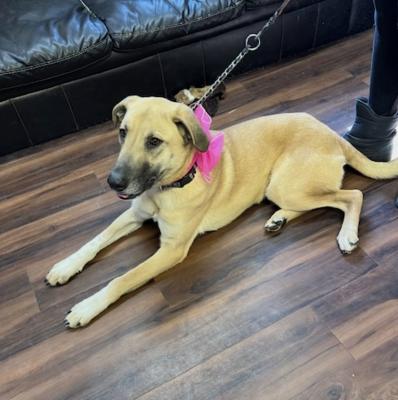 Golden lab mix ( female) picture 1