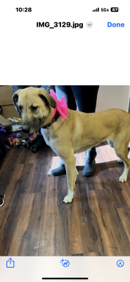 Golden lab mix ( female) picture 2