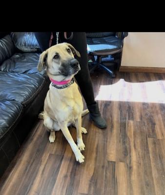 Golden lab mix ( female) picture 3