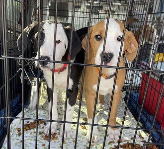Lab, border collie mix, puppies picture 1