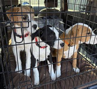 Lab, border collie mix, puppies picture 2